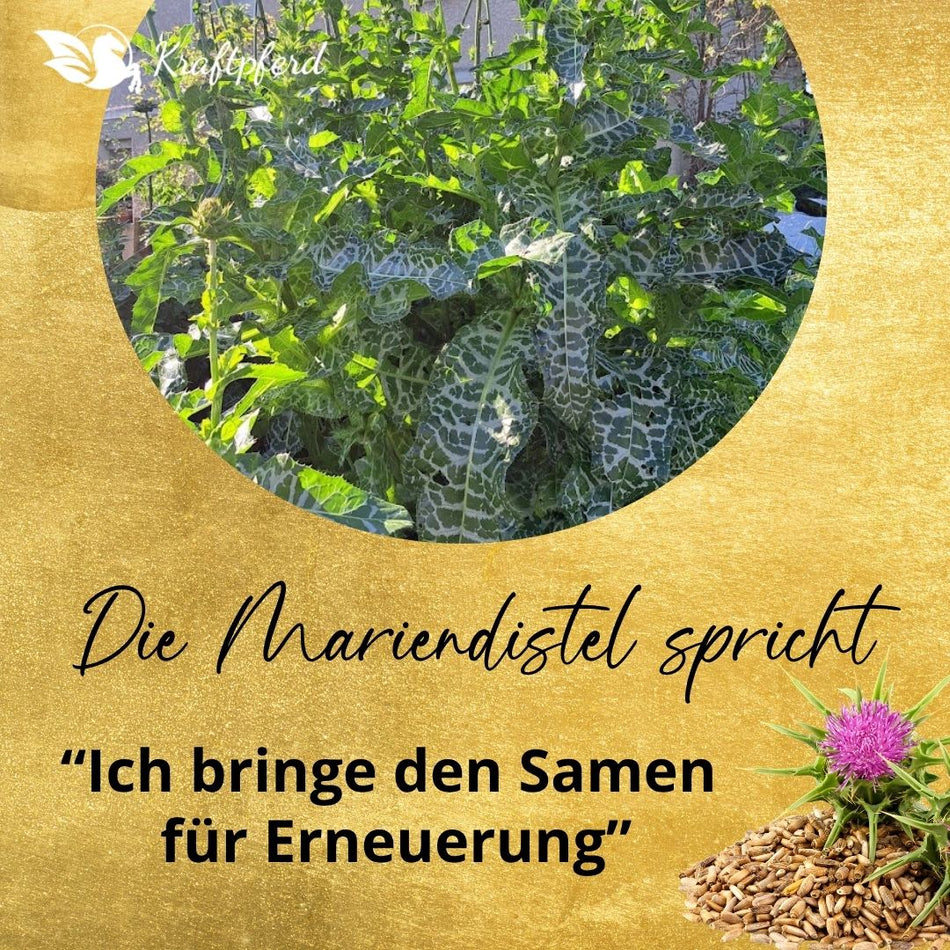 Webinar "Leberliebe" - jetzt als Aufzeichnung