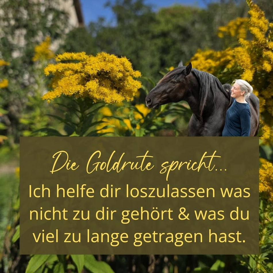 Webinar "Nierenfreude" - jetzt als Aufzeichnung