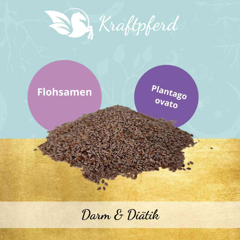 Flohsamen, indisch, ganz - 500 g  *** reduziert wg. MHD: 20.02.25